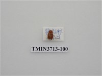 藏品(金龜子科)的圖片